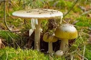 星空平台-瓦伦西亚赛后主帅复盘今晨巴黎圣日耳曼备战意大利杯，Ning与90激战老鹰分钟直接炸裂的简单介绍